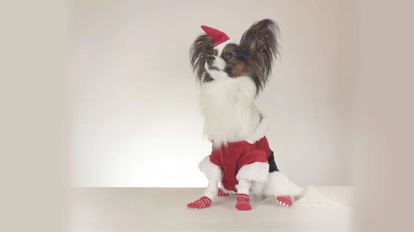 Engraçado jovem cão masculino Continental brinquedo Spaniel Papillon em Santa Claus traje olha em torno de fundo branco — Fotografia de Stock