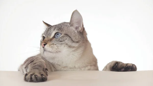 Bellissimo gatto tailandese guardarsi intorno primo piano su sfondo bianco — Foto Stock