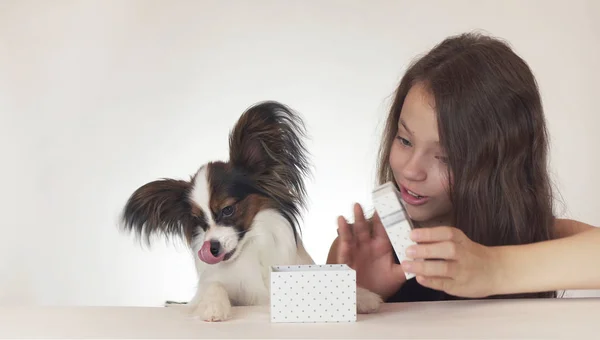 Beautiful teen girl gives a delicious gift to a dog Continental Toy Spaniel Papillon on white background — Stock Photo, Image