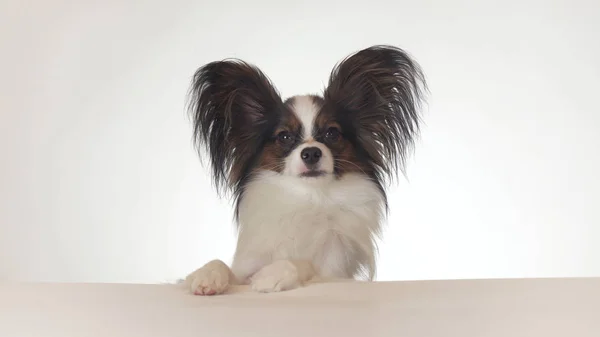 Bonito jovem cão masculino Continental brinquedo Spaniel Papillon olha em torno de close-up no fundo branco — Fotografia de Stock