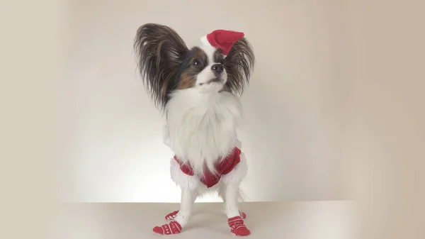 Divertido perro macho joven Continental Juguete Spaniel Papillon en traje de Santa Claus mira alrededor sobre fondo blanco —  Fotos de Stock