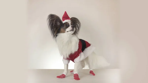 Funny young male dog Continental Toy Spaniel Papillon in Santa Claus costume looks around on white background — Stock Photo, Image