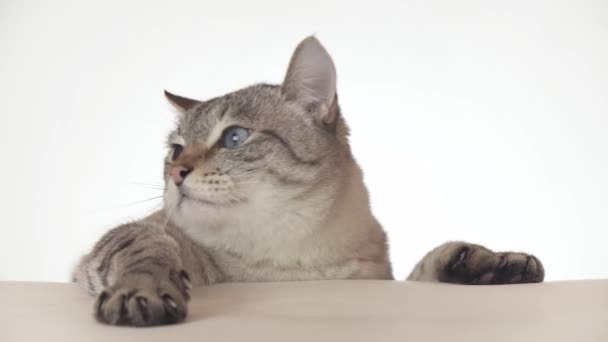 Linda tailandês gato olhando em torno de close-up no fundo branco imagens de vídeo — Vídeo de Stock
