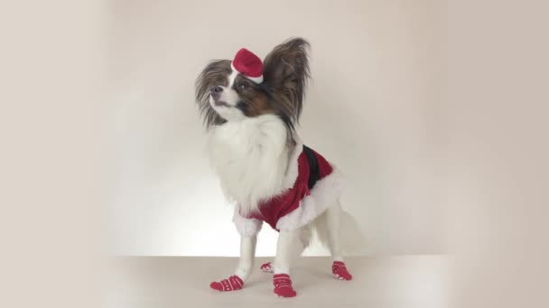 Забавный молодой пес Continental Toy Spaniel Papillon в костюме Санта-Клауса смотрит вокруг на белом фоне видео — стоковое видео
