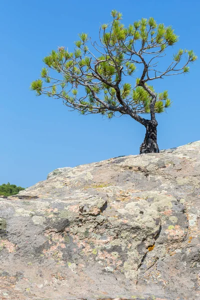 Pino solitario crece en la roca. Península de Sithonia . —  Fotos de Stock