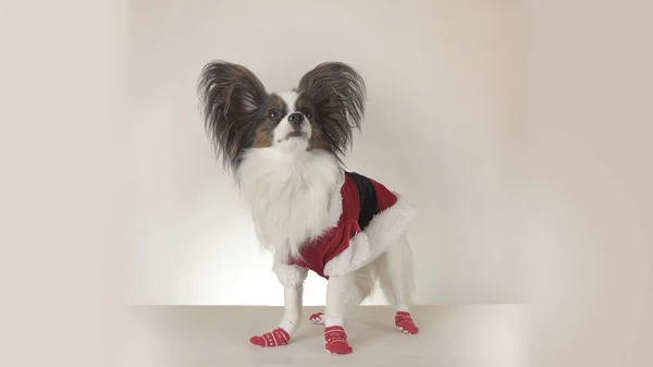 Engraçado jovem cão masculino Continental brinquedo Spaniel Papillon em Santa Claus traje olha em torno de fundo branco — Fotografia de Stock