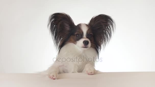 Bonito jovem cão masculino Continental brinquedo Spaniel Papillon olha em torno de close-up no fundo branco imagens de vídeo — Vídeo de Stock