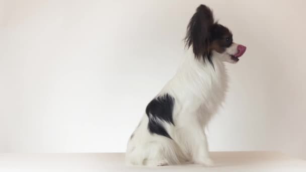 Hermoso perro macho joven Continental Toy Spaniel Papillon se sienta y se desliza hacia atrás en el video de imágenes de fondo blanco — Vídeo de stock