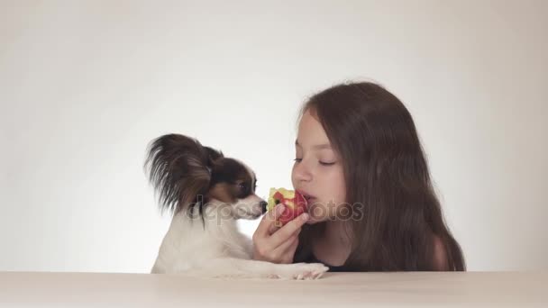 Güzel genç kız ve köpek Continental oyuncak İspanyol Papillon yeme lezzetli taze kırmızı elma beyaz arka plan stok görüntüleri video. — Stok video