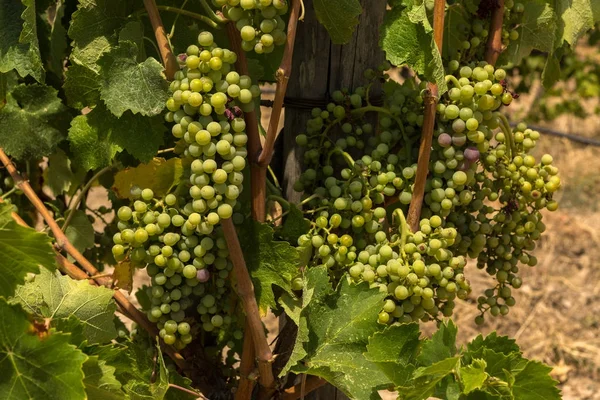 Vigne aux baies mûrissant sous le soleil dans les vignobles de la péninsule de Sithonie — Photo