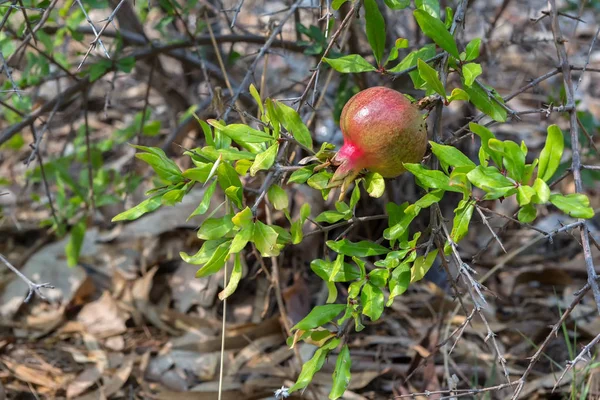 Fruit d'une grenade sur une branche de buisson. Péninsule de Sithonie . — Photo