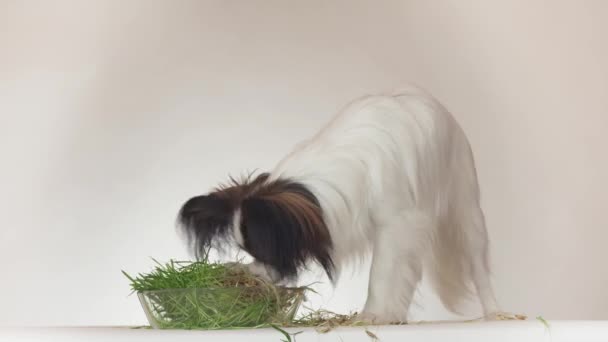 Hermoso perro macho joven Continental Juguete Spaniel Papillon comer avena brotada fresca sobre fondo blanco archivo de vídeo — Vídeo de stock