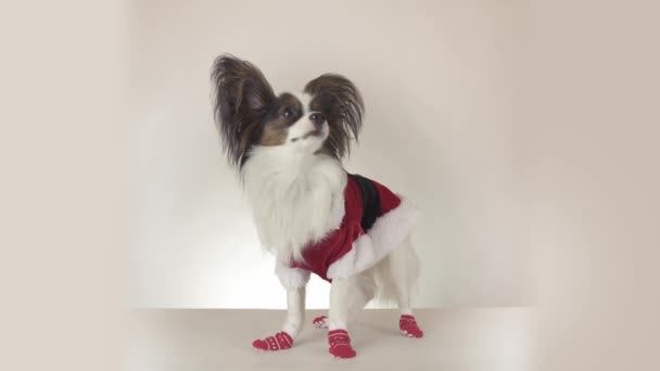 Забавный молодой пес Continental Toy Spaniel Papillon в костюме Санта-Клауса смотрит вокруг на белом фоне видео — стоковое видео