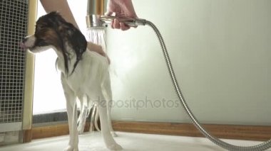 Köpek Continental oyuncak İspanyol Papillon stok görüntüleri video banyo