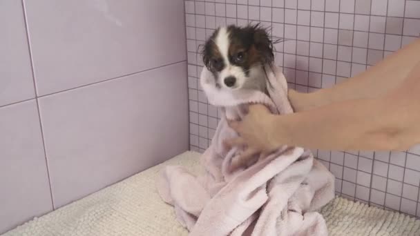 Torka hunden med en handduk efter bad Continental leksaken Spaniel Papillon arkivfilmer video — Stockvideo