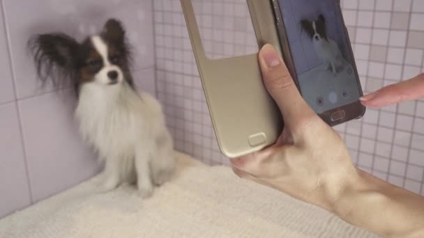 Fotograferen op smartphone hond na het baden continentaal Toy Spaniel Papillon stock footage video — Stockvideo