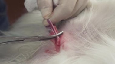 Köpek yakın çekim stok görüntüleri video kastrasyon operasyonu