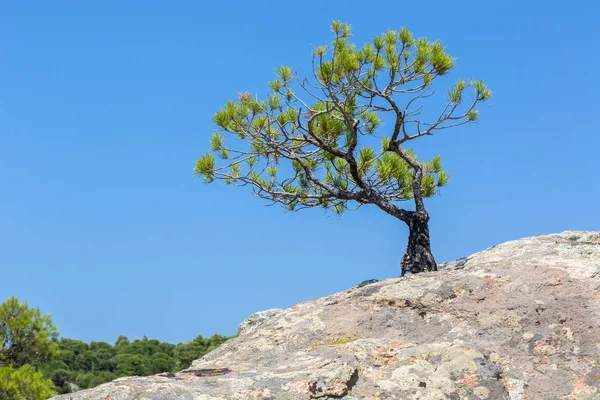 Pino solitario crece en la roca. Península de Sithonia . — Foto de Stock