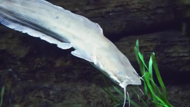 Wels swims in freshwater aquarium stock footage — стоковое видео