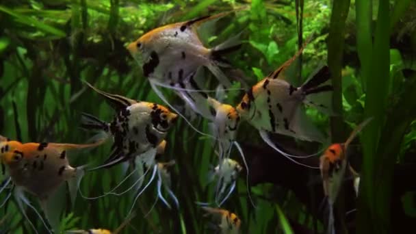 Pterophyllum in marine aquarium stock footage video — Stock Video