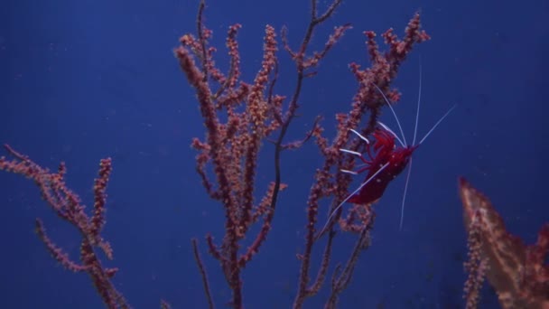 Lysmata amboinensis é omnívoro camarão espécies estoque filmagem vídeo — Vídeo de Stock