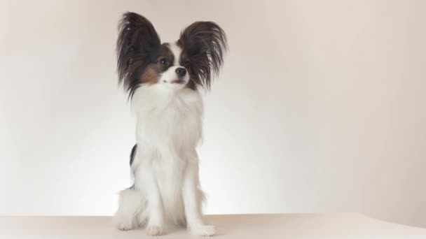 Bonito jovem cão masculino Continental brinquedo Spaniel Papillon senta-se e olha em torno de fundo branco imagens de vídeo — Vídeo de Stock