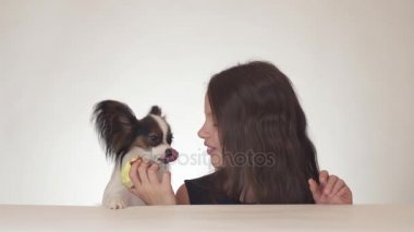 Güzel genç kız ve köpek Continental oyuncak İspanyol Papillon yeme lezzetli taze kırmızı elma beyaz arka plan stok görüntüleri video.