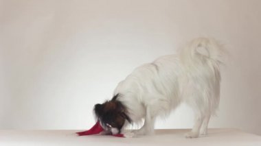Beyaz arka plan stok görüntüleri video Santa Klaus kapakta çıkarmak komik genç erkek köpek Continental oyuncak İspanyol Papillon çalışır