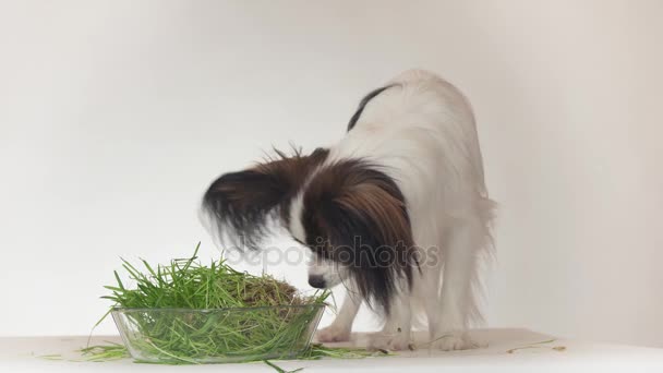 Beautiful young male dog Continental Toy Spaniel Papillon eating fresh sprouted oats on white background stock footage video — Stock Video