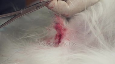 Köpek yakın çekim stok görüntüleri video kastrasyon operasyonu