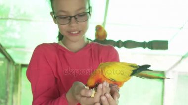 Genç kız papağan cennet papağanı stok görüntüleri video akışları.