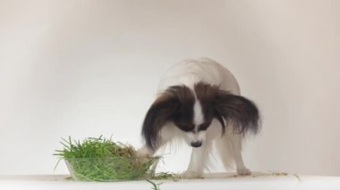 Güzel genç erkek köpek Continental oyuncak İspanyol Papillon yeme taze Filiz yulaf üzerinde beyaz arka plan stok görüntüleri video