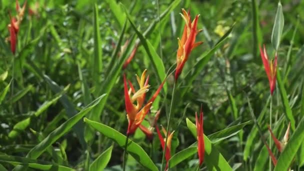 Heliconia όμορφο τροπικό λουλούδι στο πάρκο πλάνα βίντεο — Αρχείο Βίντεο