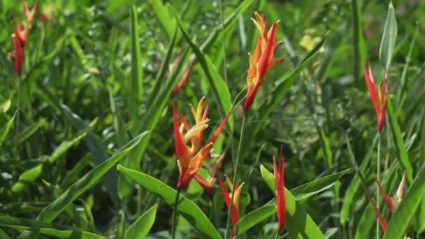 Heliconia gyönyörű trópusi virág park stock footage videóinak