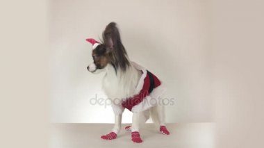Beyaz arka plan stok görüntüleri video komik genç erkek köpek Continental oyuncak İspanyol Papillon Noel Baba kostüm görünüyor