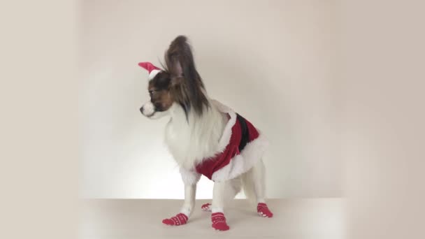 Funny young male dog Continental Toy Spaniel Papillon in Santa Claus costume looks around on white background stock footage video — Stock Video