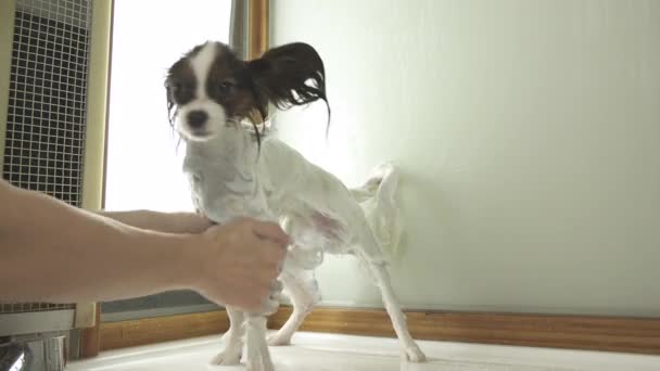 Koupání psa Continental Toy Spaniel Papillon stopáže videa — Stock video