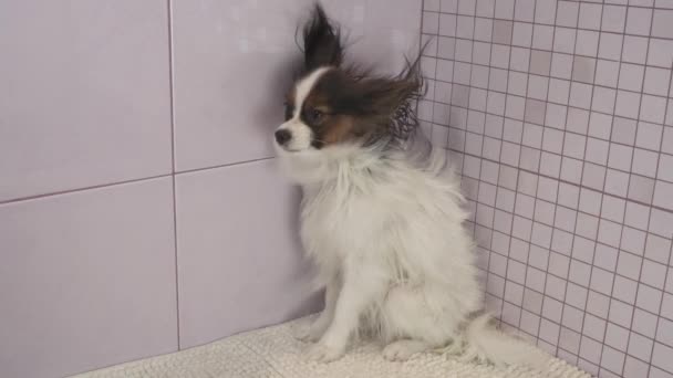 Cão de secagem depois de tomar banho Continental brinquedo Spaniel Papillon imagens de vídeo — Vídeo de Stock