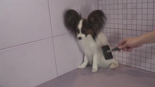 Χτενίζει τα σκυλιά γούνα μετά κολύμβησης Toy ηπειρωτικό σπανιέλ Papillon στοκ πλάνα βίντεο — Αρχείο Βίντεο