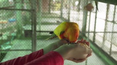 Genç kız papağan cennet papağanı stok görüntüleri video akışları.