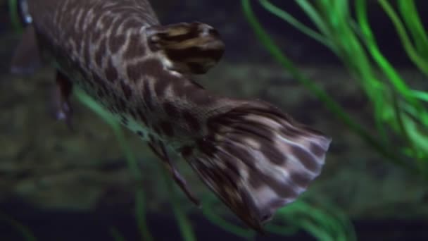 Le.net steus longnose gar flota en agua dulce acuario material de archivo de vídeo — Vídeos de Stock