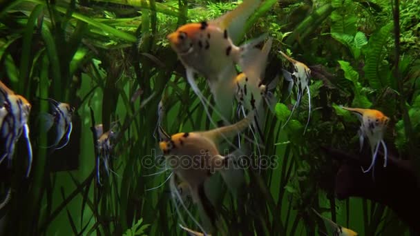 Pterophyllum in marine aquarium stock footage video — Stock Video