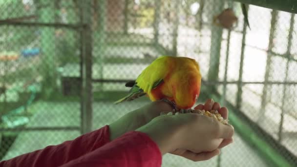 Giovane ragazza nutre pappagalli Lovebird stock filmato video — Video Stock