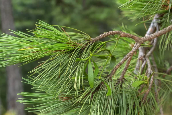 An alien plant grows on a pine branch. — Stock Photo, Image