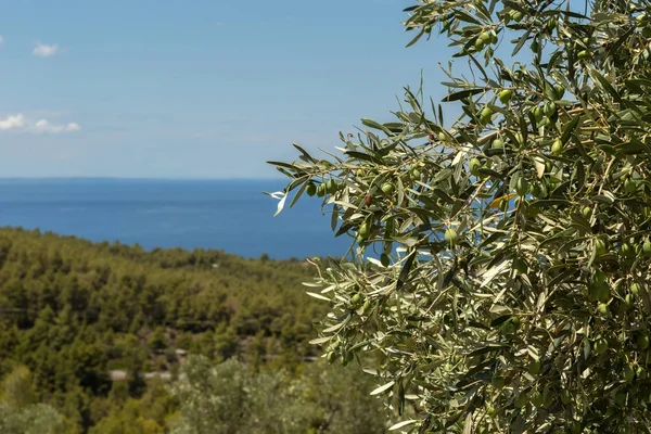 Πράσινες ελιές σε Ελιά ωρίμανση κάτω από τον ήλιο στη χερσόνησο Σιθωνίας — Φωτογραφία Αρχείου