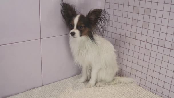 Continental oyuncak İspanyol Papillon stok görüntüleri video banyo sonra köpek kurutma — Stok video