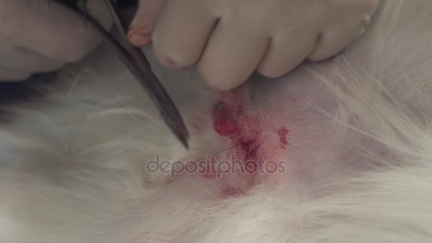 Operation zur Kastration von Hunden in Großaufnahme — Stockvideo