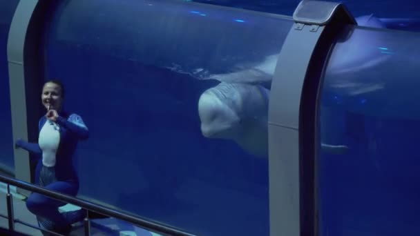 Espectáculo de ballena Beluga en el Centro de Oceanografía y Biología Marina Moskvarium — Vídeo de stock