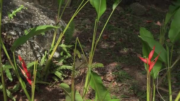 蝎尾蕉美丽的热带花朵在公园素材视频 — 图库视频影像