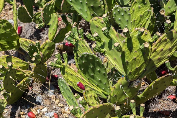 Opuntia είναι ένα γένος της οικογένειας κάκτων. — Φωτογραφία Αρχείου